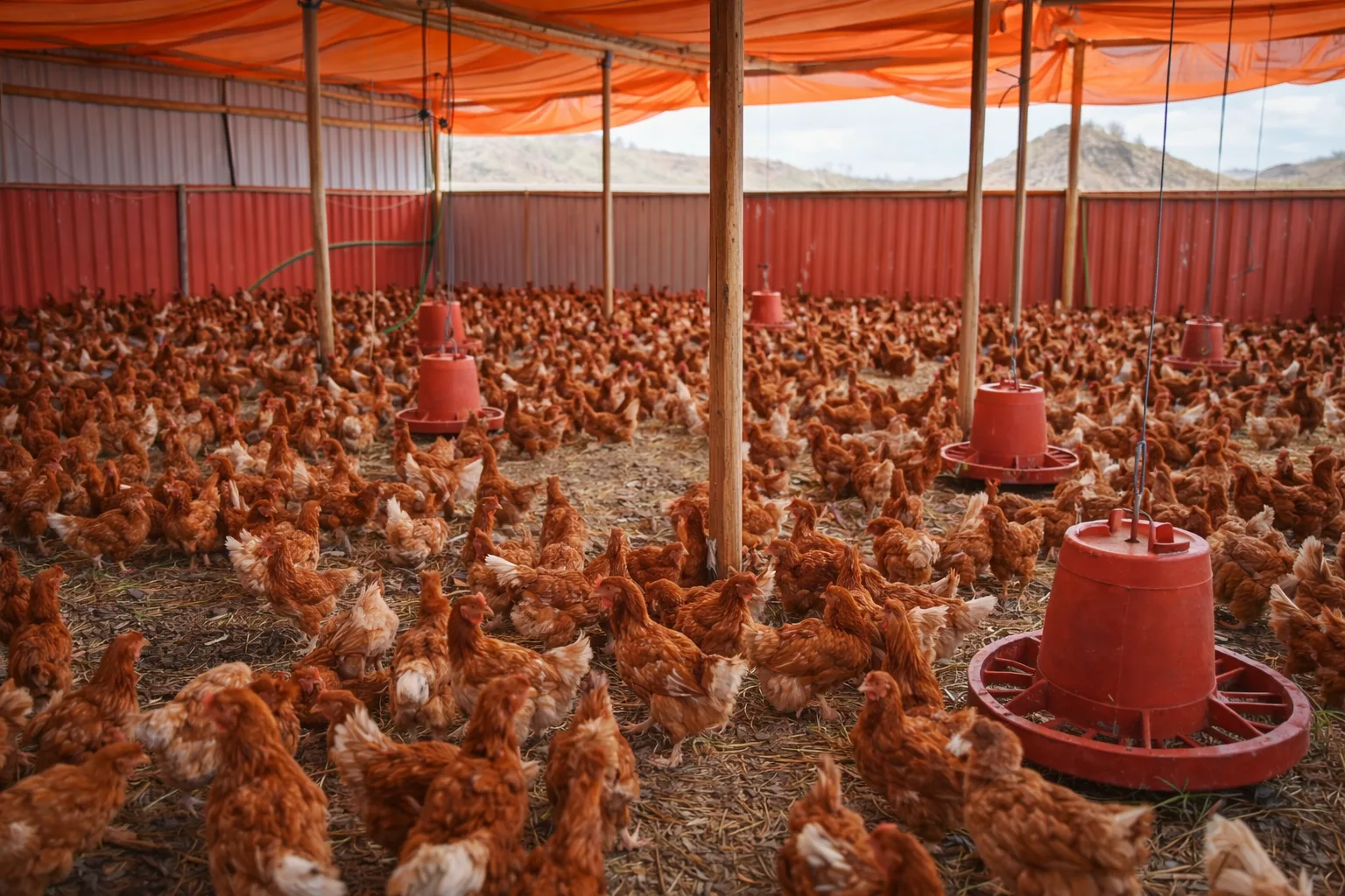 AL NUR Poultry Farm