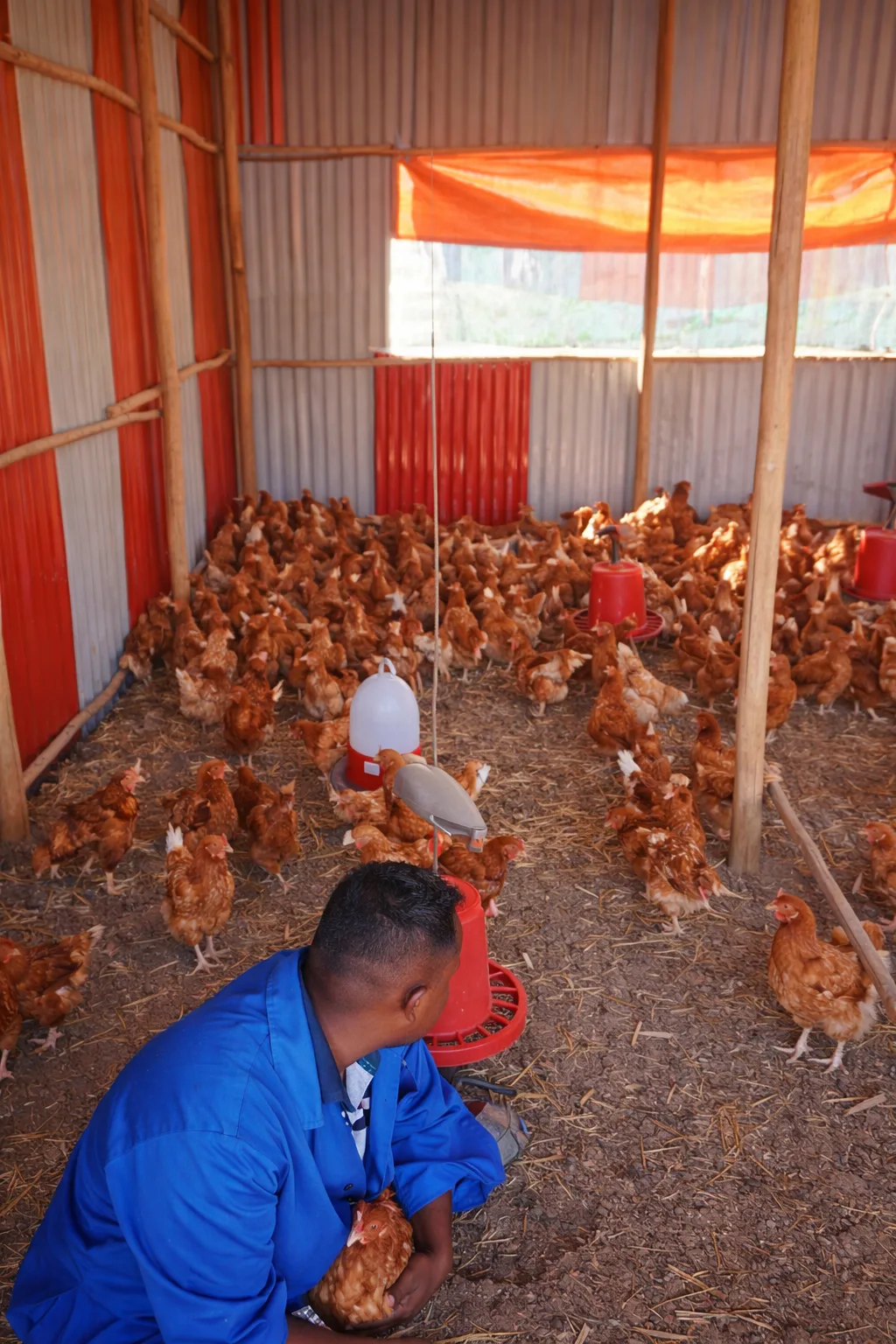 AL NUR Poultry Farm